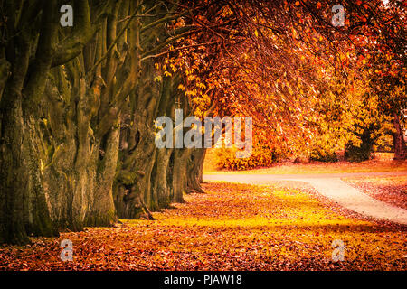 Bellissimo paesaggio autunnale con la linea di alberi e e una strada nel parco, Scozia Foto Stock