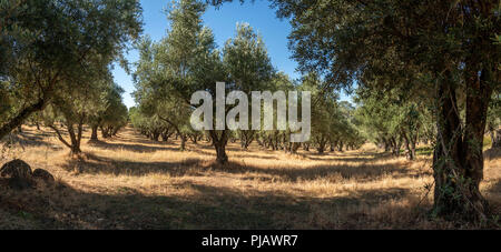 Uliveto vicino a Bangor, California Foto Stock