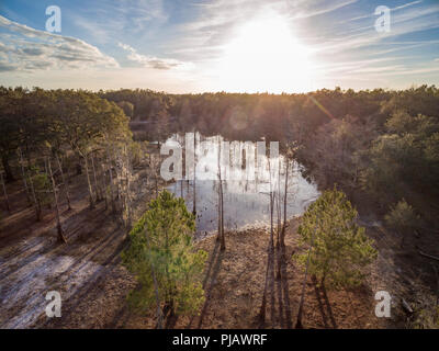 Cypress marsh in inverno, Indian Lake Forest, Marion County Florida Foto Stock