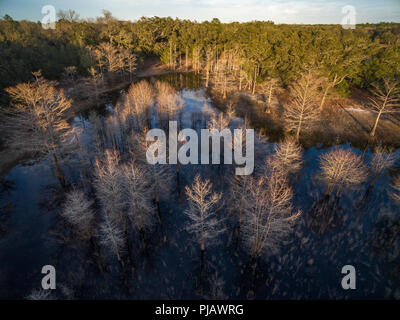 Cypress marsh in inverno, Indian Lake Forest, Marion County Florida Foto Stock