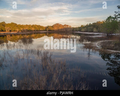 Indian Lago inverno. Indian Lake Forest, Marion County Florida Foto Stock