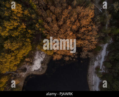 Vista aerea di cipressi in inverno. Indian Lake Forest, Marion County Florida Foto Stock