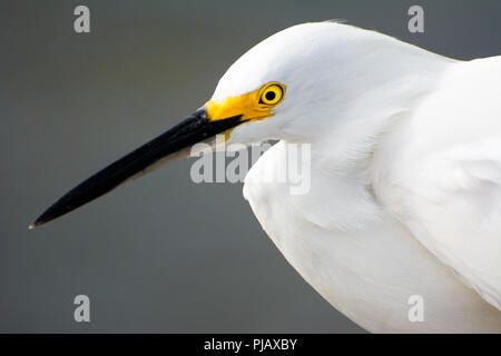 Un primo piano di un airone bianco lungo la riva del mare in Florida, Stati Uniti d'America Foto Stock