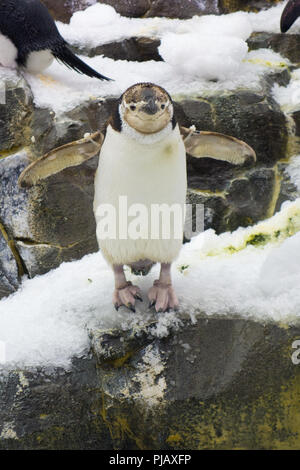 Le colonie di pinguini visualizzati all'Impero del Pinguino di esporre al SeaWorld di Orlando, Foto Stock