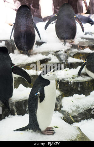 Le colonie di pinguini visualizzati all'Impero del Pinguino di esporre al SeaWorld di Orlando, Foto Stock