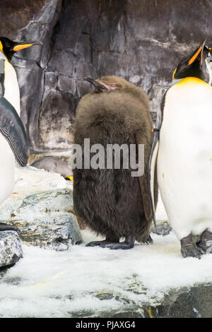 Le colonie di pinguini visualizzati all'Impero del Pinguino di esporre al SeaWorld di Orlando, Foto Stock