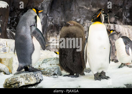 Le colonie di pinguini visualizzati all'Impero del Pinguino di esporre al SeaWorld di Orlando, Foto Stock