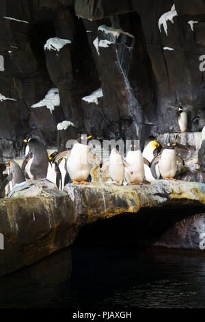 Le colonie di pinguini visualizzati all'Impero del Pinguino di esporre al SeaWorld di Orlando, Foto Stock