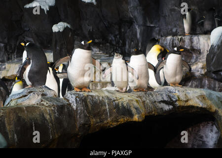 Le colonie di pinguini visualizzati all'Impero del Pinguino di esporre al SeaWorld di Orlando, Foto Stock