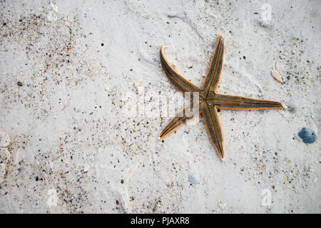 Un primo piano di una stella di mare sulla spiaggia Foto Stock