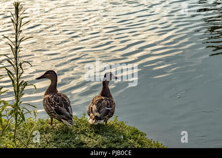 Le anatre bastarde contro acqua ripple Foto Stock