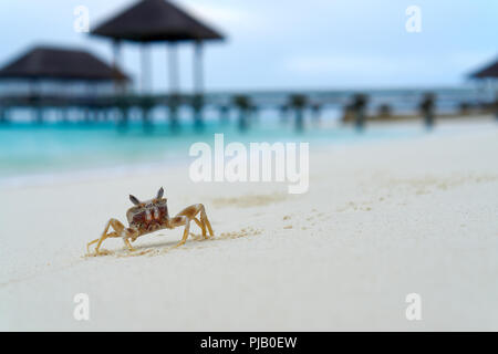 Un granchio camminare nelle sabbie di Velassaru spiagge. Nel lontano, lo yacht jetty. Foto Stock