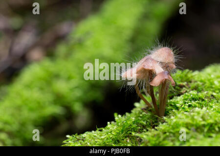 Cofano fungo dello stampo Foto Stock