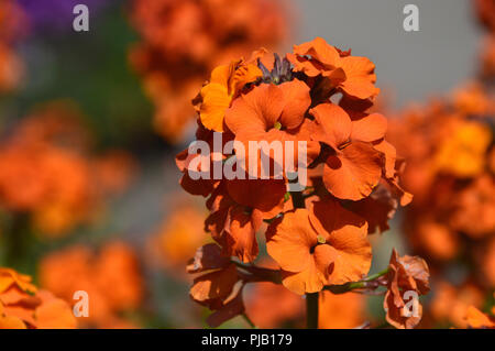 Erysimum "Delizia di albicocche " o " Albicocca Twist" (Violaciocca) cresciuto a RHS Garden Harlow Carr, Harrogate, Yorkshire. Inghilterra, Regno Unito Foto Stock