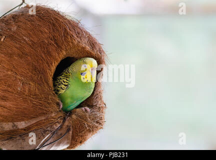 Verde pappagallo di piccole dimensioni nel nido dal vecchio di noce di cocco. Foto Stock