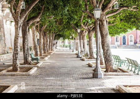 Siracusa, Italia - 14 ottobre 2014: bellissimo viale di alberi lungo la strada Foro Vittorio Emanuele II sull'isola di Ortigia a Siracusa, Sicilia Foto Stock