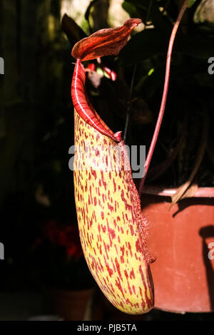 Close-up di un bel rosso-punteggiate di trappola pitfall pendente da un vitigno che appartiene ai carnivori di pianta brocca (Nepenthes macfarlanei)... Foto Stock