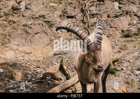 Un close-up di una montagna caucasico capra con enormi corna in un habitat naturale di montagna. Animale selvatico. Foto Stock
