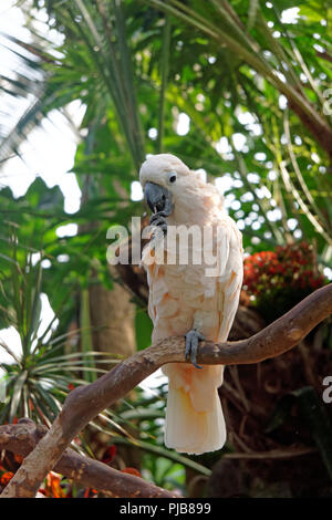 Maschio maturo cacatua delle Molucche mangiare, Bloedel Conservatory in Queen Elizabeth Park, Vancouver, BC, Canada Foto Stock
