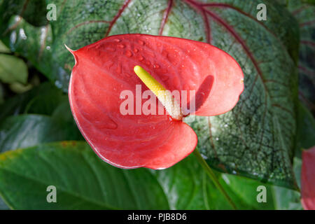 Close-up di un rosa-rosso anthurium flamingo flower Foto Stock