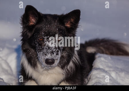Ayla im Schnee am Gerlos Foto Stock