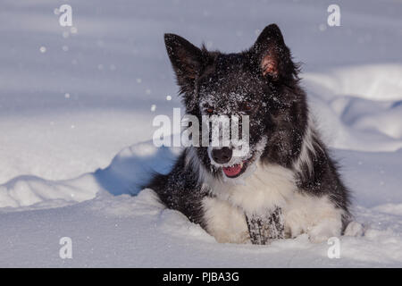 Ayla im Schnee am Gerlos Foto Stock