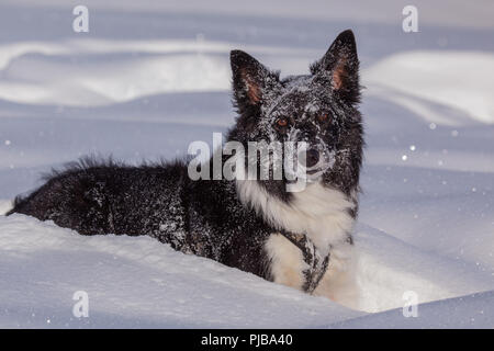 Ayla im Schnee am Gerlos Foto Stock