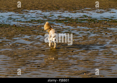 Cocker Spaniel sulla spiaggia Foto Stock