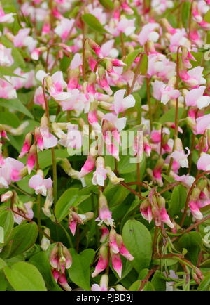 Lathyrus vernus 'Alboroseus annuali di primavera il segnale di PEA in piena fioritura in un giardino inglese, REGNO UNITO Foto Stock