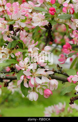 Melo di granchio in fiore in primavera. Malus x floribunda, chiamato anche mela di granchio giapponese e mela di granchio Showy. REGNO UNITO Foto Stock