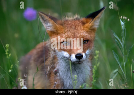 Red Fox in erba Foto Stock