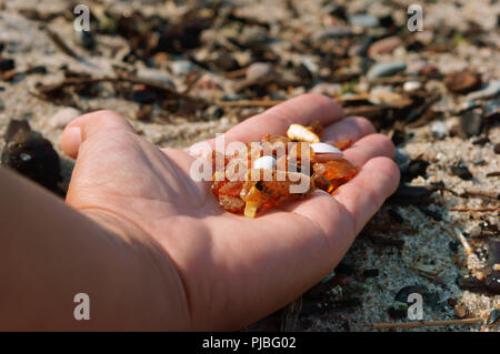 Giallo su un Palm, pietre di ambra del Mar Baltico Foto Stock