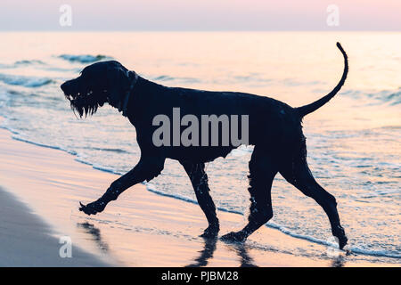 Stagliano foto di un grande cane nero (schnauzer) che corre lungo una spiaggia Foto Stock