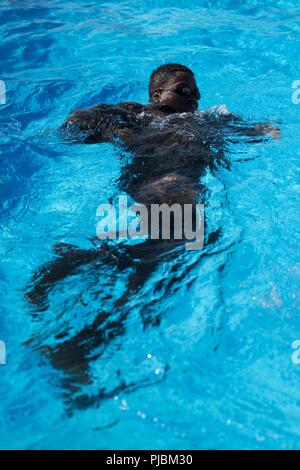 Cpl. William Ross, da Moorpark, California, nuota giri durante uno scout nuotatori corso Luglio 9, 2018 al Camp Hansen Aquatics Centre. La scout nuotatori corso fornisce la Marine Corps con capacità anfibie mentre l'insegnamento Marines di diventare abili a lunga distanza di nuoto. Sargent è attaccato a operazioni Expeditionary Gruppo di addestramento, III Marine forza expeditionary Sede Gruppo. Foto Stock