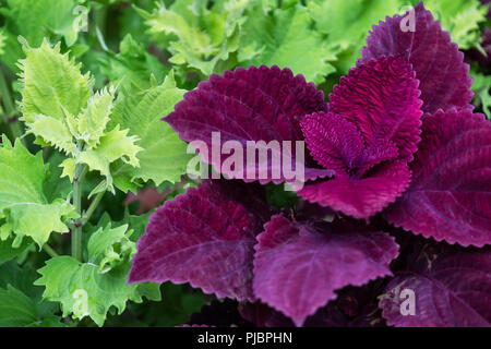 Coleus redhead closeup in un letto di fiori. Oklahoma, Stati Uniti d'America. Foto Stock
