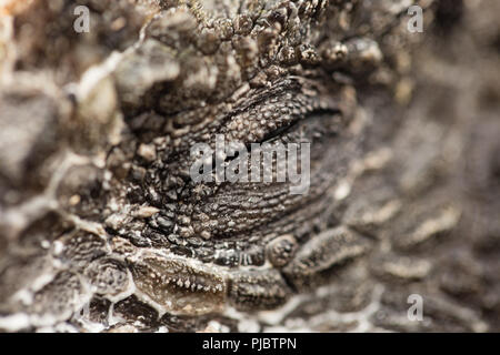 Close up di Marine Iguana Eye Foto Stock