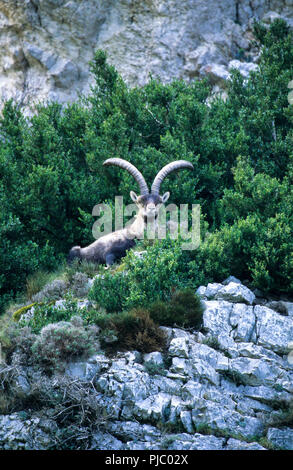 Iberian ibex, Capra pyrenaica, Beceite. Spagna Foto Stock