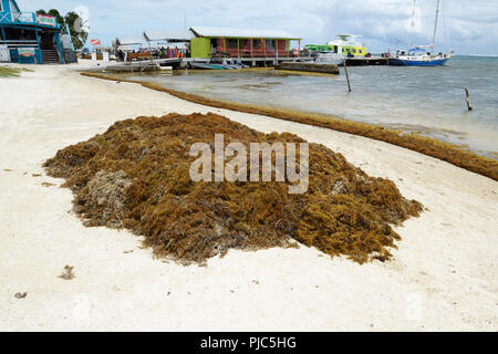 Sargassum alghe, impilati sulla spiaggia di San Pedro, Ambergris Caye Belize Foto Stock