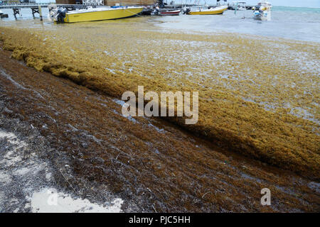 Sargassum le alghe che si accumulano lungo la riva, San Pedro, Ambergris Caye Belize Foto Stock