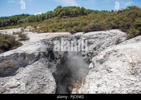 Cottura a vapore sotto forma di terra con vegetazione lussureggiante a Wai-o-Tapu area geotermale di Rotorua, Nuova Zelanda Foto Stock