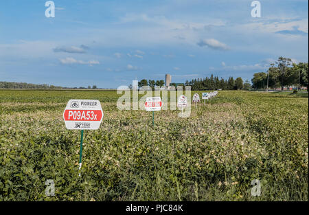 In un campo di semi di soia che vediamo i diversi pannelli di grano industriali aziende. In primo piano si vede il marchio Pioneer. Foto Stock