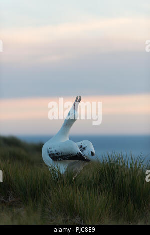 Un maschio adulto Albatro errante (diomedia exulans) sky-di puntamento (visualizzazione) contro il tramonto su Bird Island, Georgia del Sud, sub-antartiche Foto Stock