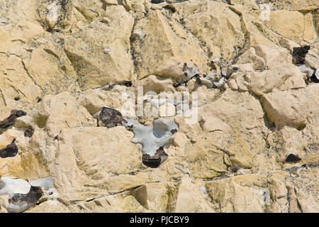 Roccia grezza texture di superficie con marrone e rocce bianche Foto Stock