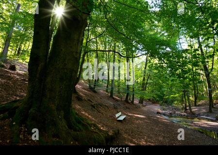 Bella Teutoburger Wald (foresta) nei pressi di Bielefeld in Westfalia Foto Stock