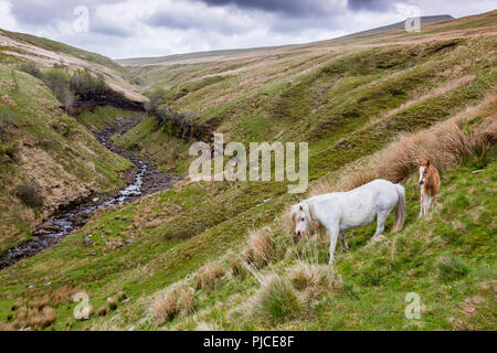 Un mare e puledro sulle pendici del Pen-y-ventola, il punto più alto sul Brecon Beacons e nel sud della Gran Bretagna, Powys, Wales, Regno Unito Foto Stock