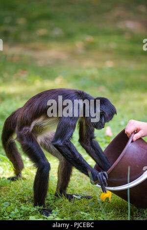 Spider Monkey essendo alimentato da un custode Foto Stock