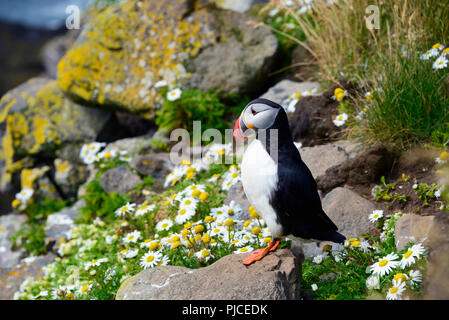 Parrot subacqueo, auks, Atlantic puffini, Latrabjarg, west fiordi, Islanda, (Fratercula arctica) , Papageitaucher, Alken, Westfjorde, Isola Foto Stock