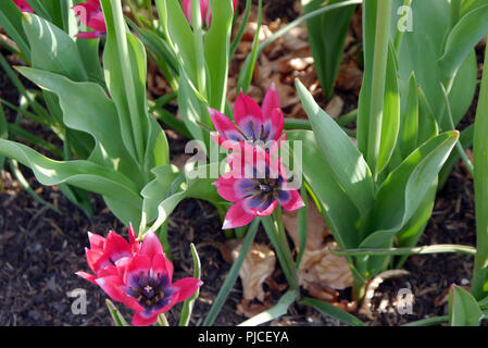 Piccola bellezza Dwarf tulipani sul display in un confine ad RHS Garden Harlow Carr, Harrogate, Yorkshire. Inghilterra, Regno Unito. Foto Stock