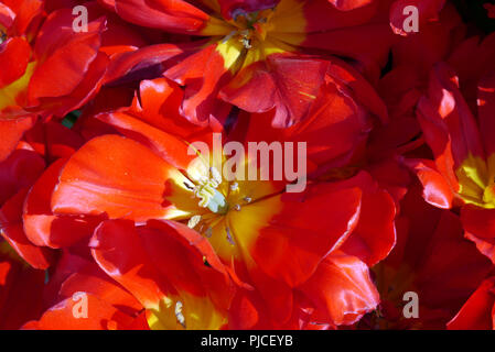 Il vivacemente colorate di rosso ''Abba' Tulipani sul display a RHS Garden Harlow Carr, Harrogate, Yorkshire. Inghilterra, Regno Unito Foto Stock