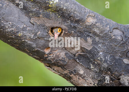 Marrone-guidato Barbet - Psilopogon zeylanicus, bella barbet colorati da boschi del subcontinente indiano, Sri Lanka. Foto Stock